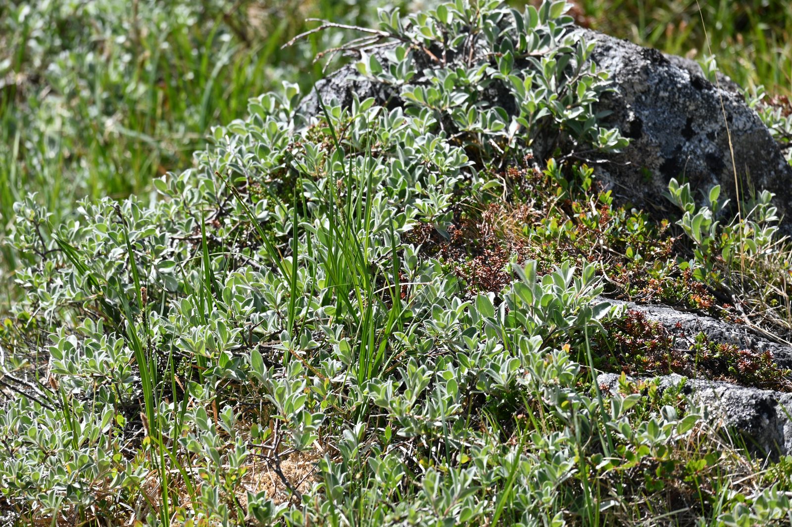 DSC_7137.JPG